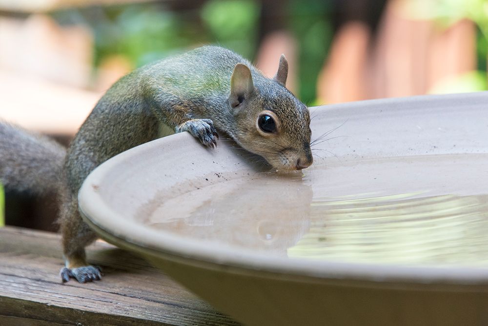 USA-Tennessee Eastern gray squirrel drinks at bird bath reflected in water
